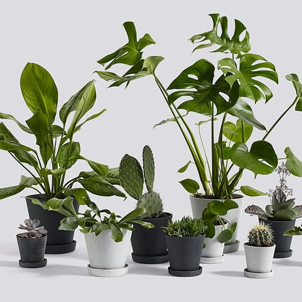 Hay Blumentopf Und Untersetzer, L, Grau 4 Hay Blumentopf Und Untersetzer, L, Grau – Bild 2