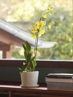 Hay Botanical Family Blumentopf Mit Untersetzer, M, Cremeweiß -Urban Im Freien Botanical Family M off white