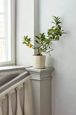 Hay Botanical Family Blumentopf Mit Untersetzer, XL, Cremeweiß 9 Hay Botanical Family Blumentopf Mit Untersetzer, XL, Cremeweiß -Urban Im Freien Botanical Family off white 1