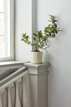 Hay Botanical Family Blumentopf Mit Untersetzer, L, Cremeweiß 10 Hay Botanical Family Blumentopf Mit Untersetzer, L, Cremeweiß -Urban Im Freien Botanical Family off white