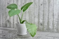 Hay Blumentopf Und Untersetzer, XL, Grau -Urban Im Freien Flower Pot grey