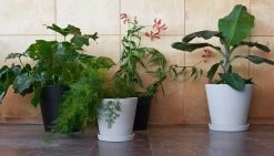 Hay Blumentopf Und Untertasse, XXXL, Schwarz -Urban Im Freien Flowerpot XXL XXXL