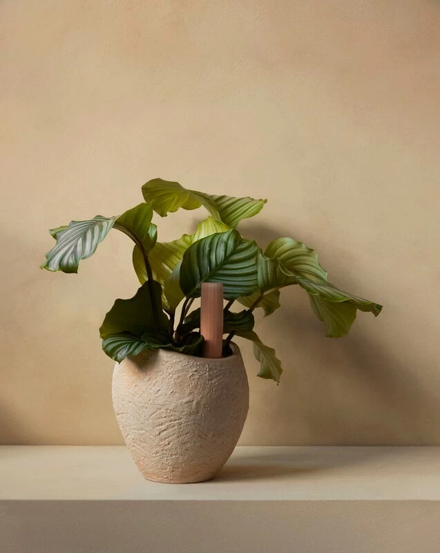 Menu Hydrous Bewässerungsstab, 36 cm, 2 Stk. 4 Menu Hydrous Bewässerungsstab, 36 cm, 2 Stk. – Bild 2