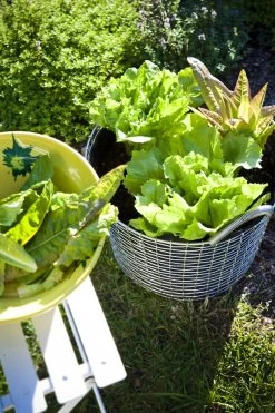 Korbo Planting Bag 24, 3 Stück -Urban Im Freien korbp Classic 24 Lettuce